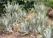 Finger Aloe
