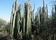 Mexican Fencepost