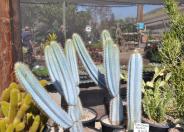 Woolly Blue Spires