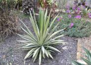 Variegated Gloriosa Yucca