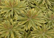 Ascot Rainbow Spurge