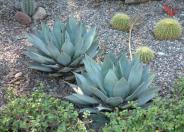 Mescal Agave