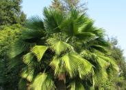 Guadalupe Palm