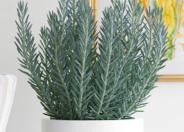 Skyscraper Senecio