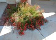 Coral Fountain, Firecracker Plant