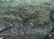 Pallid Manzanita