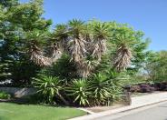 Spanish Bayonet