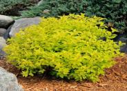 Goldmound Spirea
