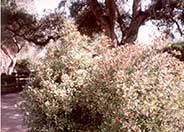 Variegated Weigela