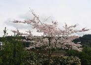 Akebono Flowering Cherry