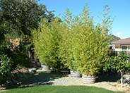 Golden Bamboo