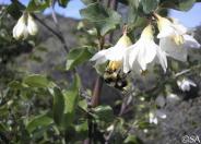 Snowdrop Bush