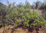 Rainbow Manzanita