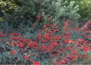 California fuchsia