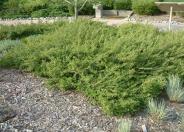 Centennial Coyote Brush
