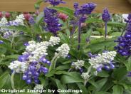 Blue and White Sage