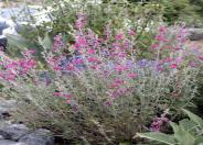 Gray Globe Mallow