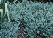 Blue Spruce Stonecrop