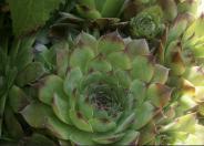 Hens and chicks, houseleek, roof ho