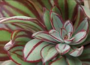 Painted Echeveria