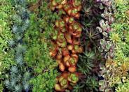 Stonecrop