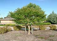 Muskogee Crape Myrtle