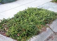 Bearberry